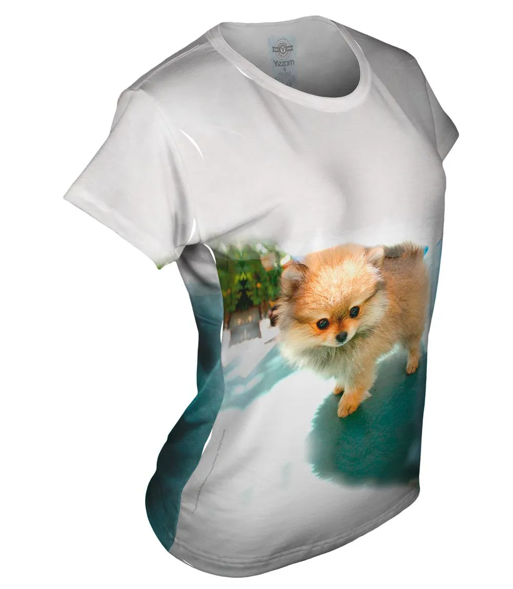 Fluffy Pomeranian