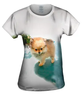 Fluffy Pomeranian