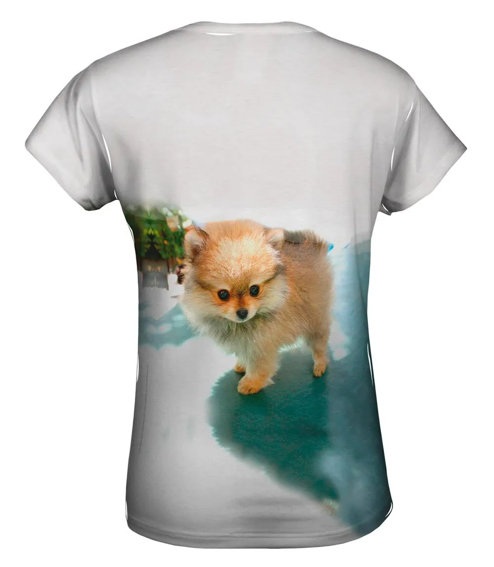 Fluffy Pomeranian