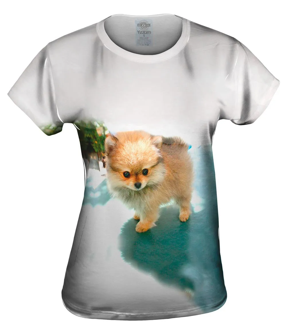 Fluffy Pomeranian